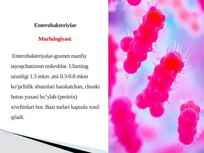 Shartli patogen dioriyaogen ichak gruppa bakteriyalari: Sitobakter, Klebsiella, Enterobakter 4