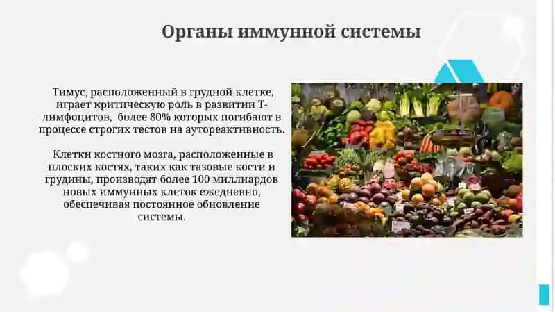 Иммунная система 4