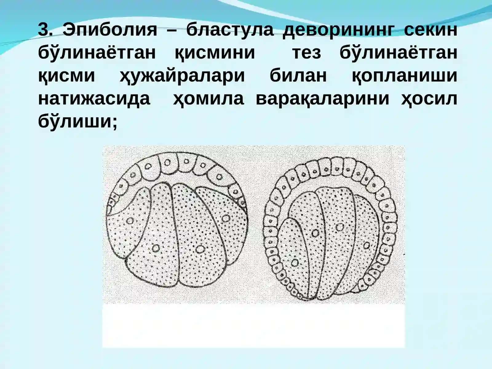 Гаструляция ва ўқ органлар ҳосил бўлиши 4