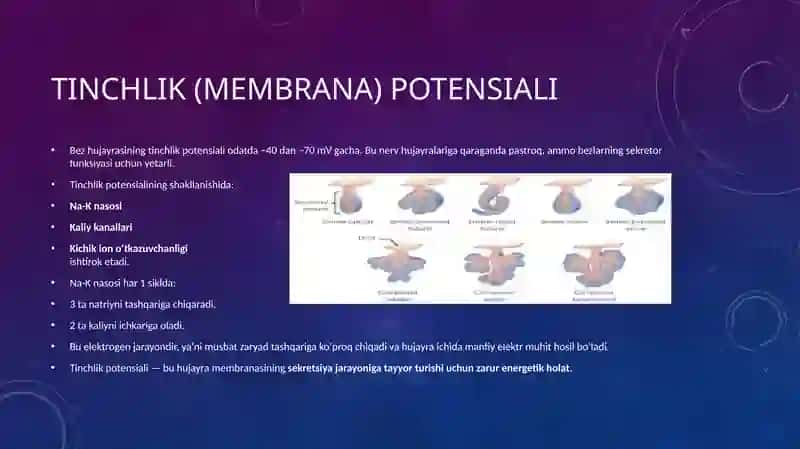Qo‘zg‘aluvchan to‘qima (bezlarda)larda bioelektrik hodisalar (kengaytirilgan ilmiy matn) 4