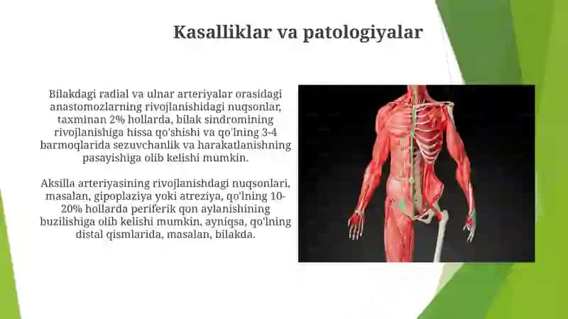 Qo'ltiq osti, yelka va bilak arteriyalarining rivojlanishi 4