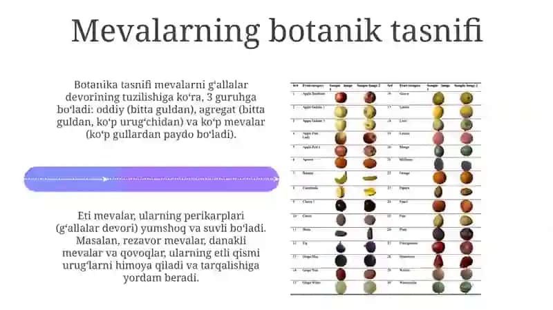Meva haqida tushuncha mevalarning klassifikatsiyasi 4