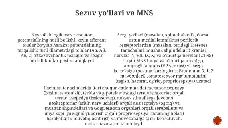 Sezgilar haqida umumiy tushuncha va nerv fiziologik asoslari 4