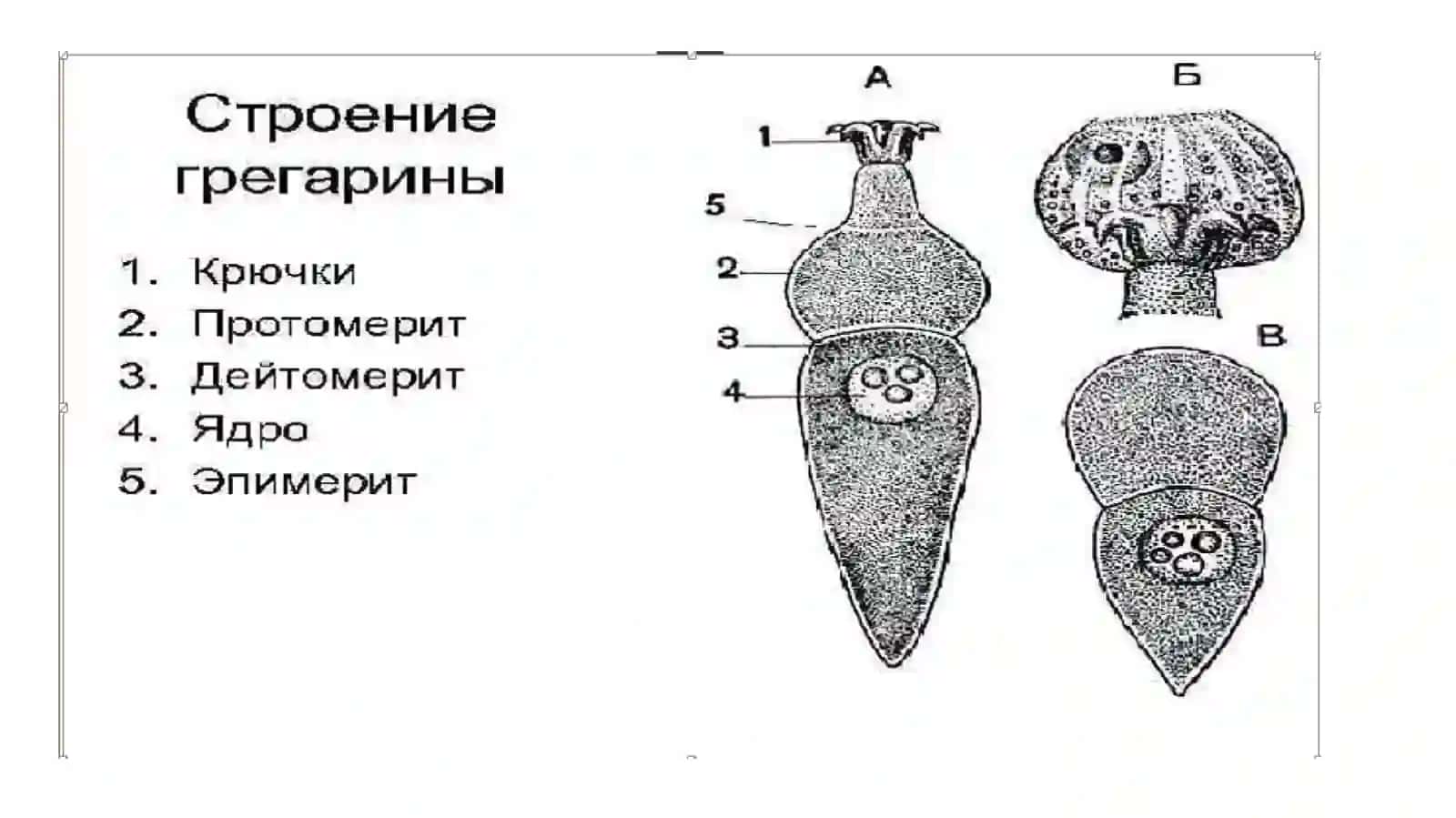 Apikompleksa (Apicomplexa) yoki Spora hosil qiluvchilar (Sporozoa)tipi 4