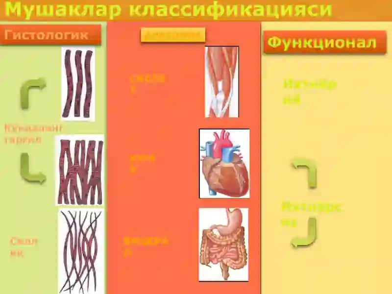 Мушаклар физиологияси. Асаб толаси ва синапслар 4