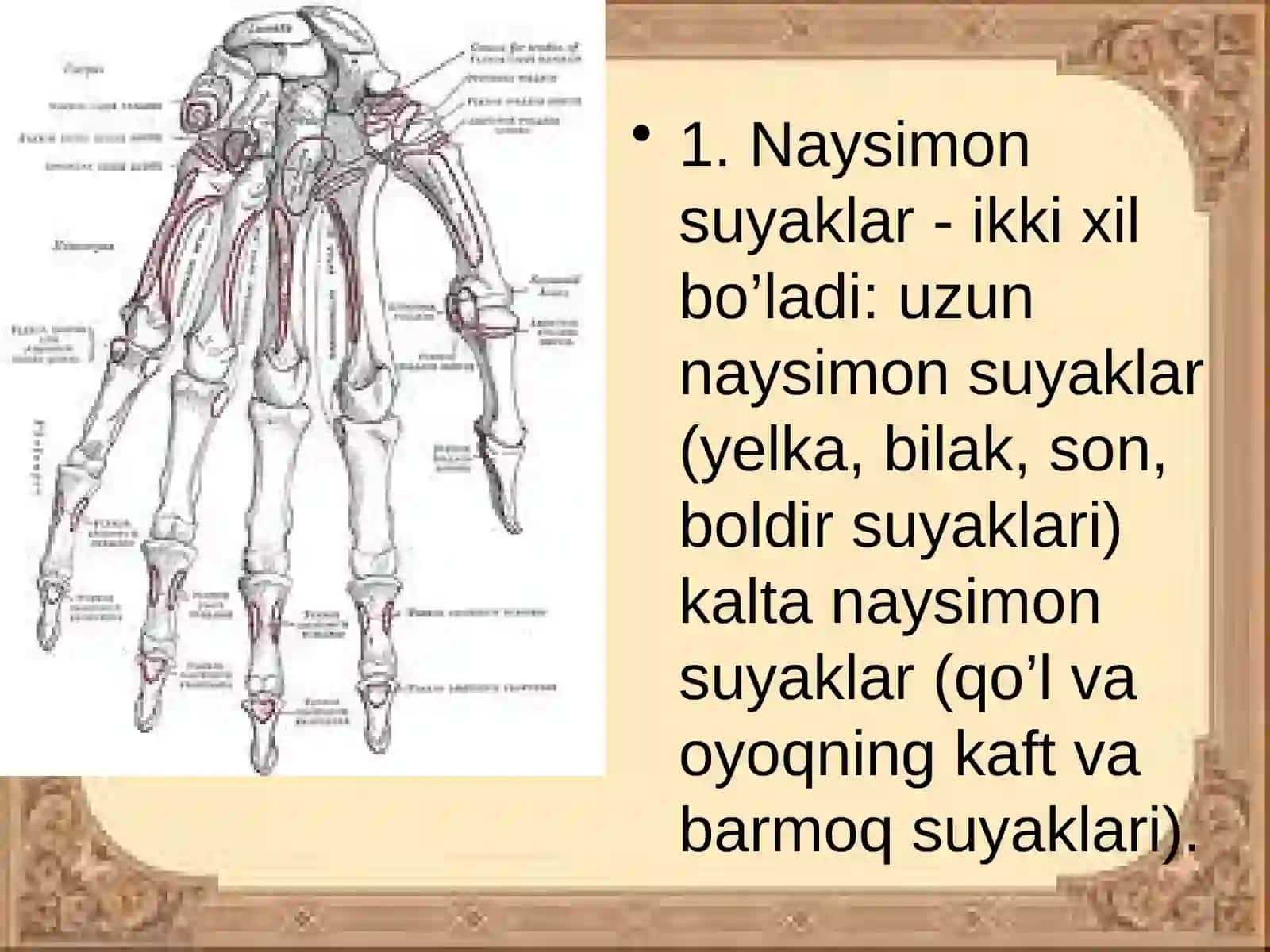 SUYAKLARTUZILISHI 4