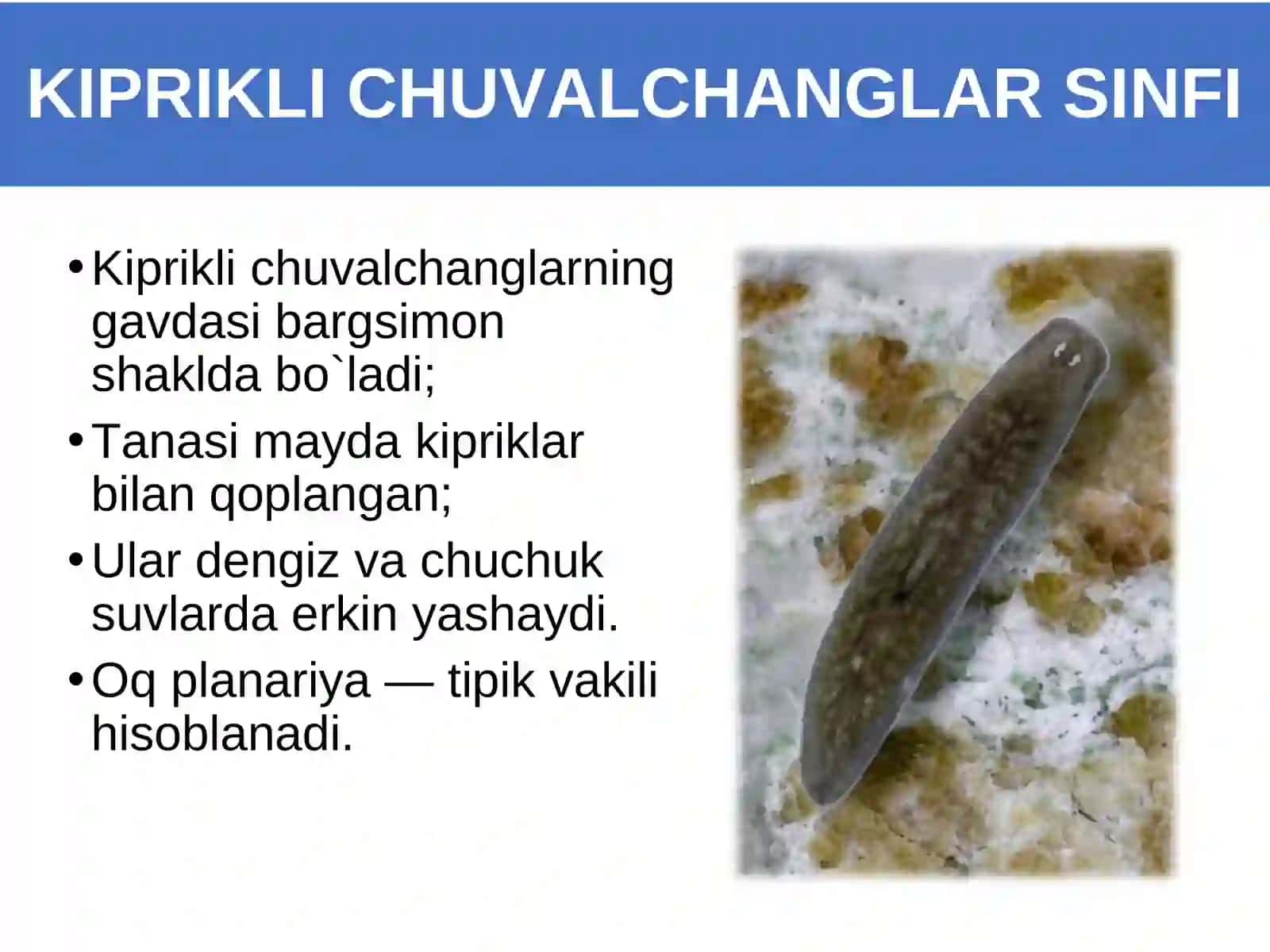 Yassi chuvalchanglar tipi. Kiprikli chuvalchanglar sinfi 4