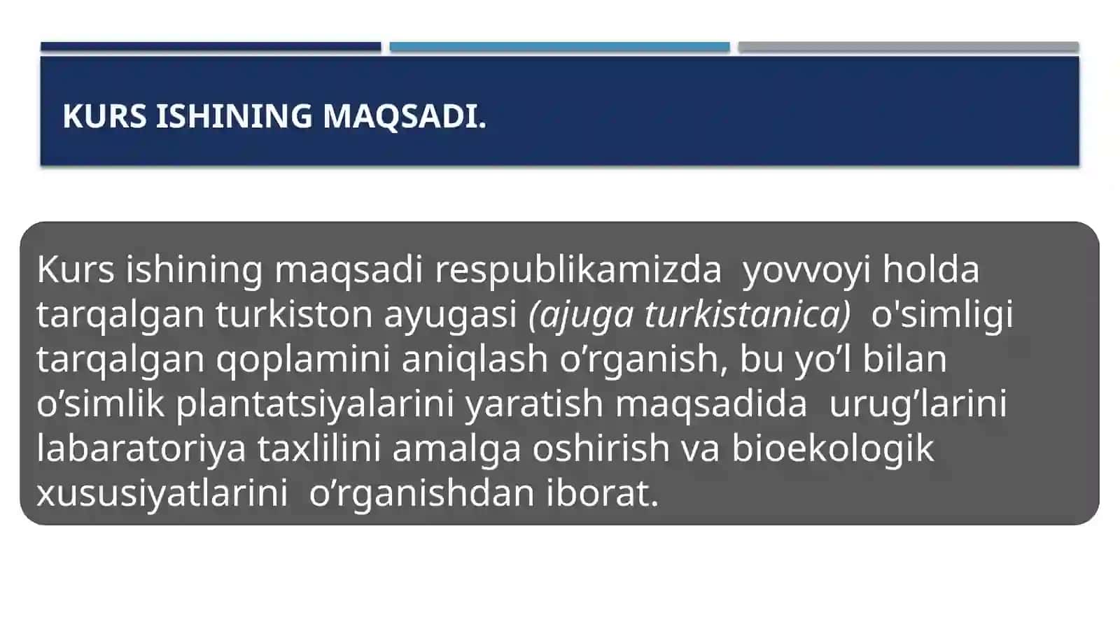 Turkiston ayugasi (Ajugaturkestanica) o’simligi 4