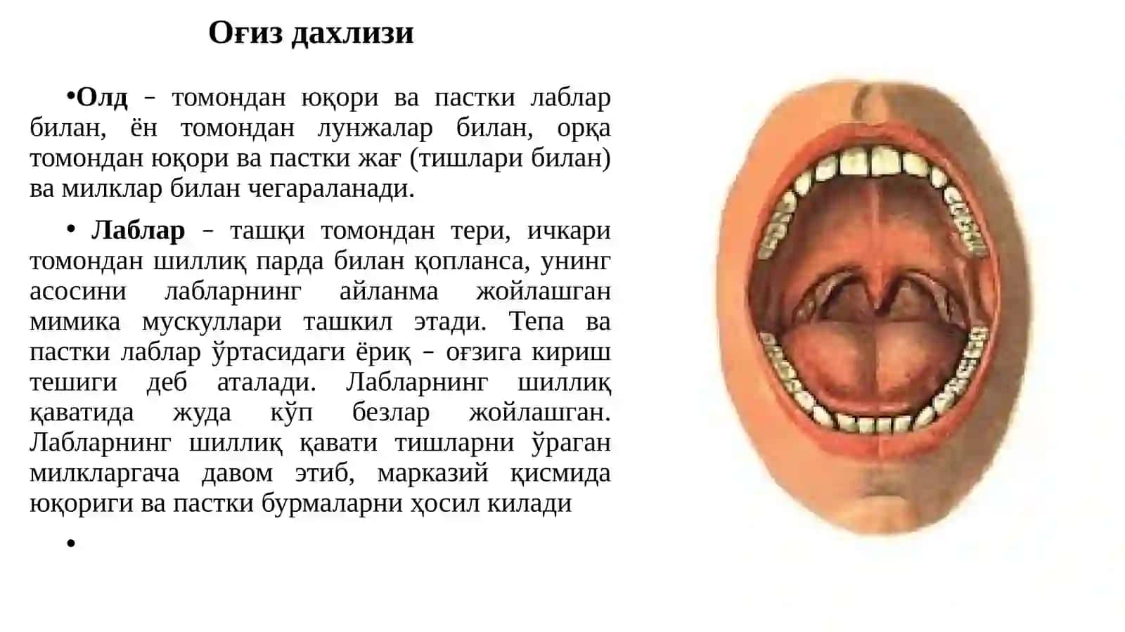 Сплахнология: Овқат ҳазм қилиш систамаси 4