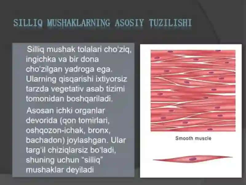 Silliq va koʻndalang mushaklarning fiziologik farqi 4