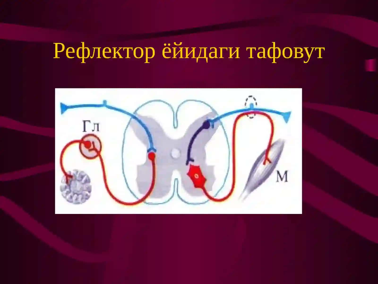 Vegetativ nerv tizimi faoliyatini organish 4