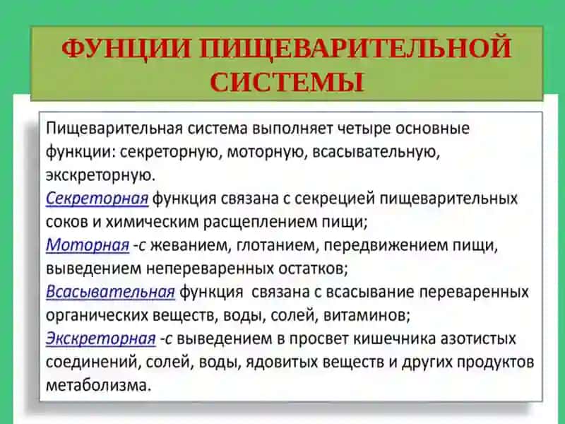 ВОЗРАСТНЫЕ ОСОБЕННОСТИ СИСТЕМЫ ПИЩЕВАРЕНИЯ И ГИГИЕНА ПИЩИ 4