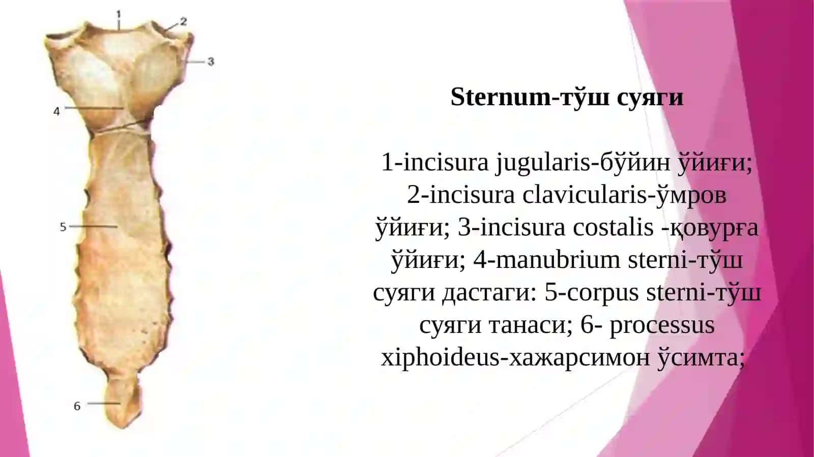Кўкракқафаси.Тўш,қовурға,кураксуягитузилиши 4
