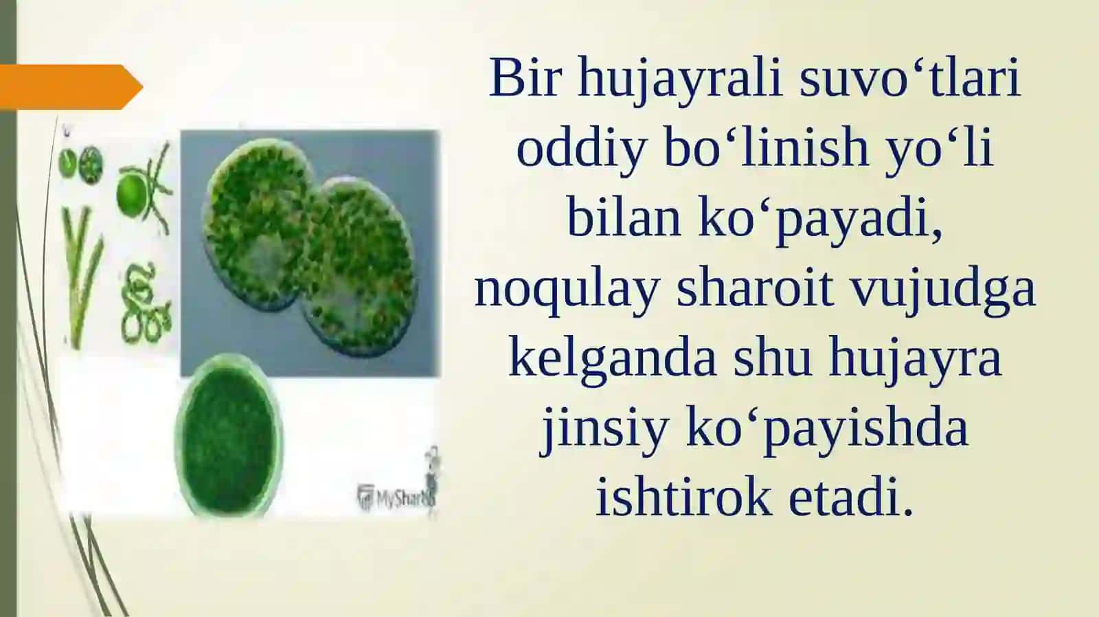 O`simliklarning generativ organlari filogenezi 4