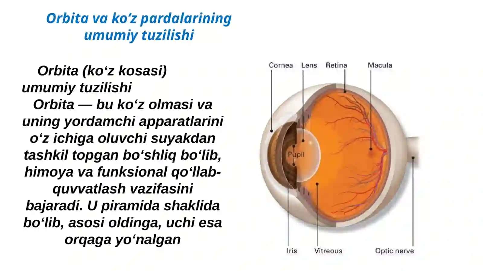 Orbita funksional anatomiyasi. Oʼsmalari. Kon'yuktiva, sklera va shox pardasi anatomiyasi va kasalliklari 4
