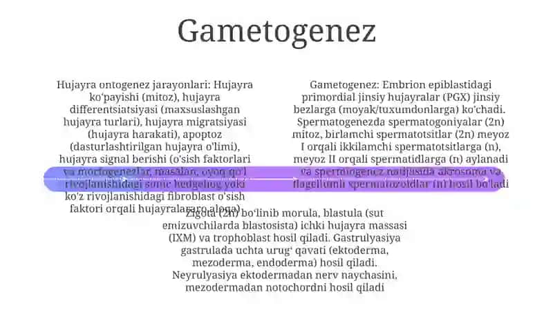 Hujayra ontogenezing rivojlanish bosqichlari 4