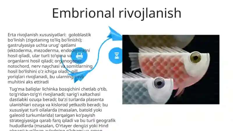 Tog'ayli baliqlarning individual rivojlanishi xususiyatlari 4