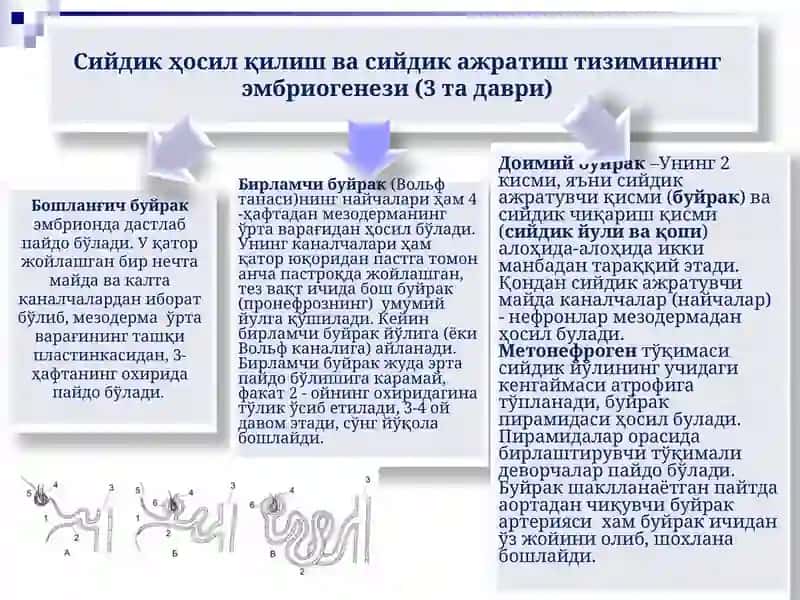 Болаларда сийдик ҳосил қилиш ва сийдик ажратиш тизими 4