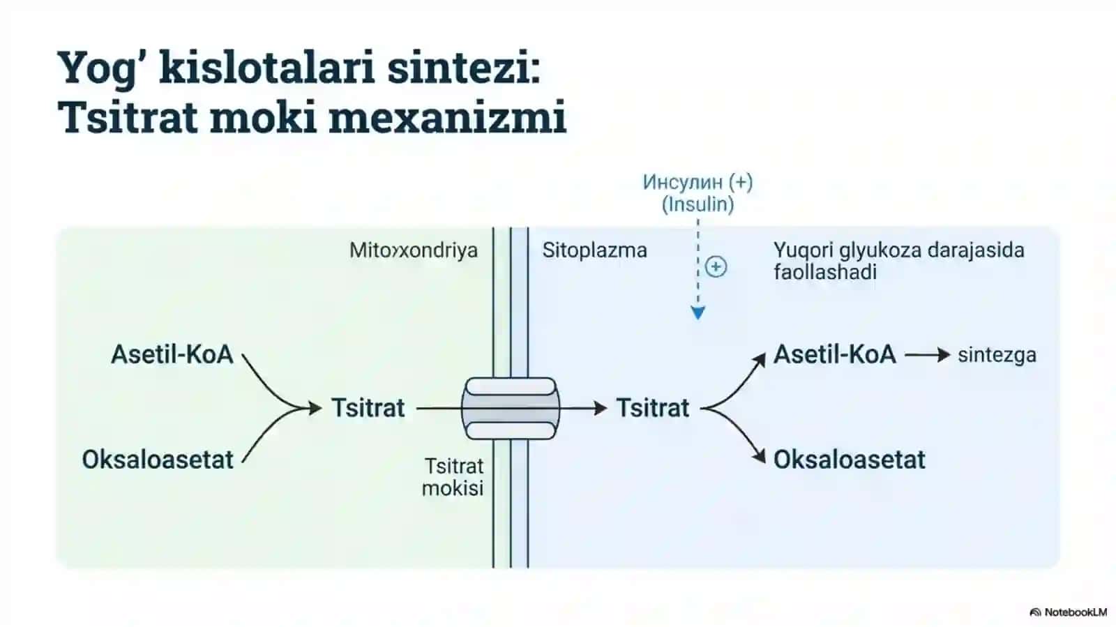 Yog‘ to‘qimasida triatsilgliserol zaxiralarining shakllanishi. 4