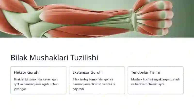 Bilak Mushaklari: Kuch va Harakat Manbai 4