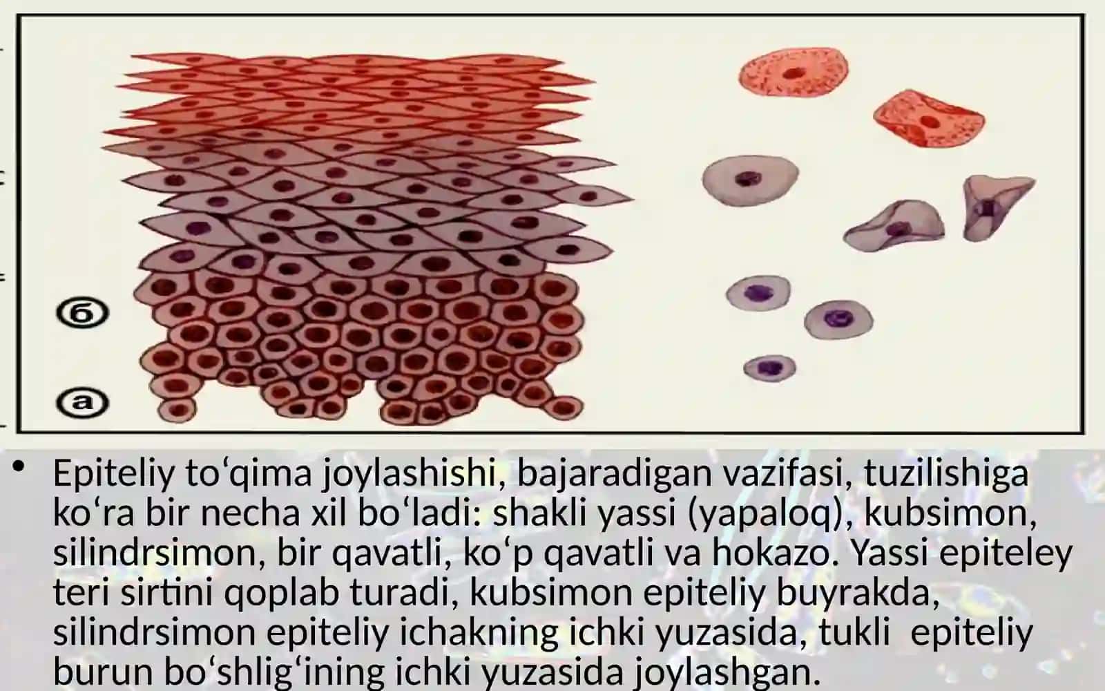 To'qimalar, organlar va organlar sistemasi 4