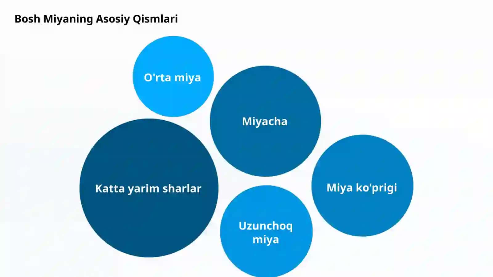 Bosh Miyaning Tuzilishi va Funksiyasi 4