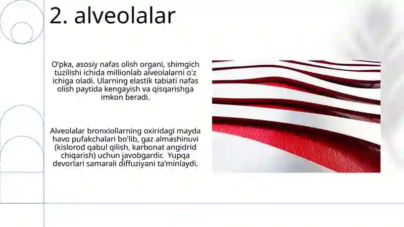 Organizmni nafas olish organlar sistemasining tuzilishi 4