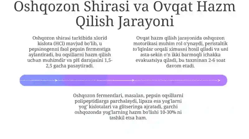 Oshqozon: Anatomiyasi, Fiziologiyasi va Funksiyalari 4