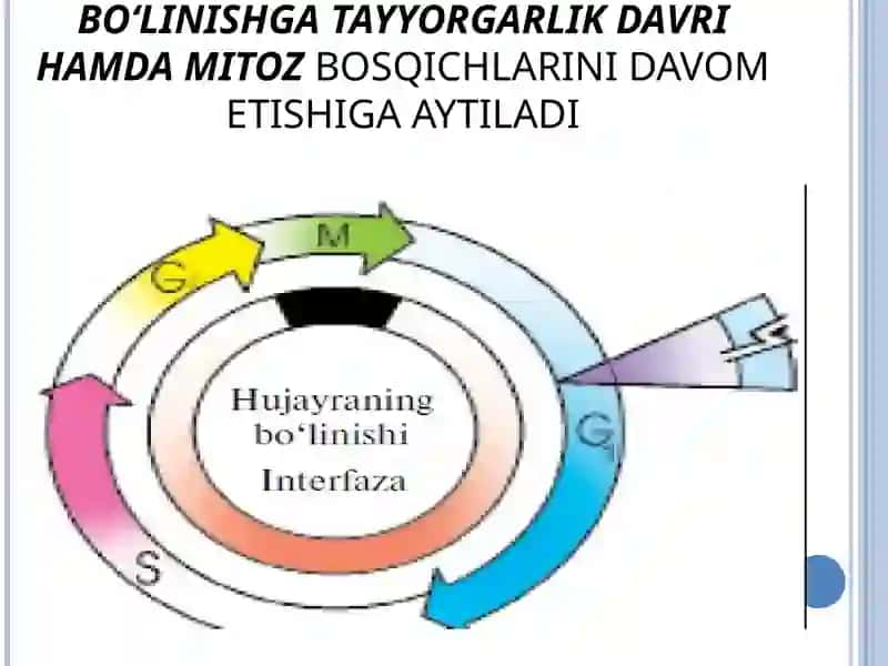Mitoz sikli deb hujayraning bo‘linishga tayyorgarlik davri hamda mitozbosqichlarini davom etishiga aytiladi 4