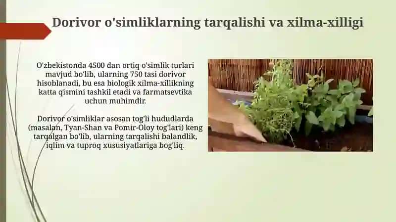 Dorivor oʻsimliklar va ularni qayta tiklash va muhofaza etish yoʻllari 4
