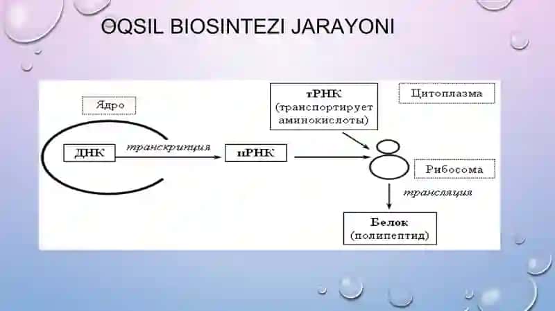 Oqsil biosintezi ingibitorlari (dori vositalari, preparatlar va bakterial toksinlar) 4