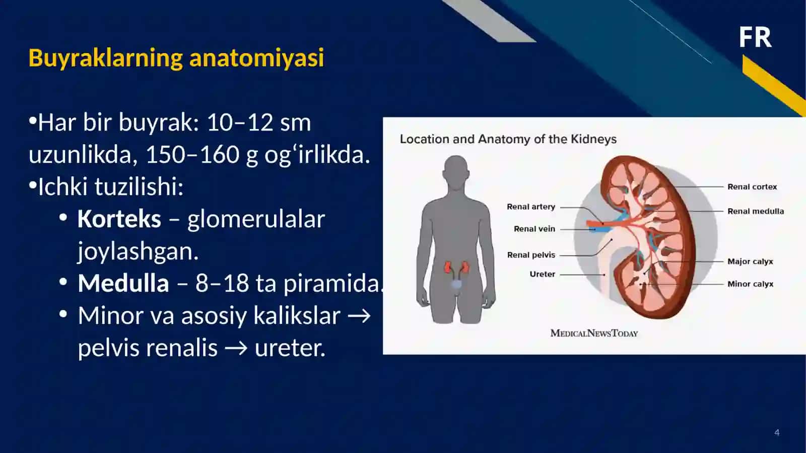 Siydik-ayiruvtizimining anatomo-fiziologik vaklinik xususiyatlari 4