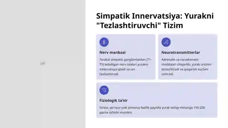 Yurak Innervatsiyasi: Yurak Ritmini Boshqaruvchi Nerv Tizimi 4