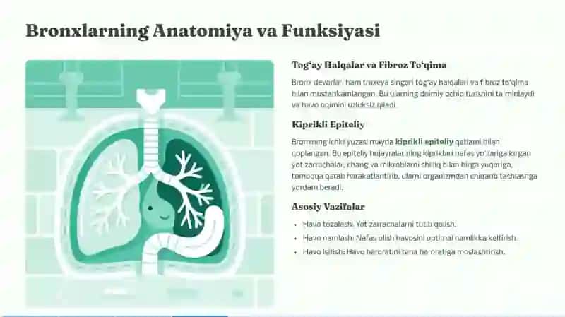 Traxeya, bronxlarni anatomo-fiziologik xususiyatlari 4