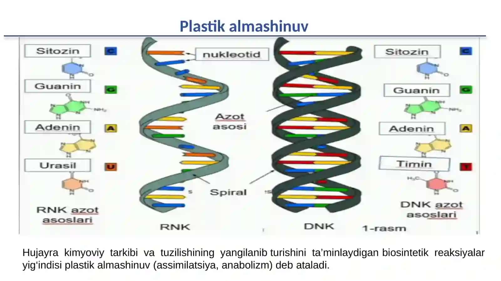 Oqsil biosintezi. Plastik almashinuv 4