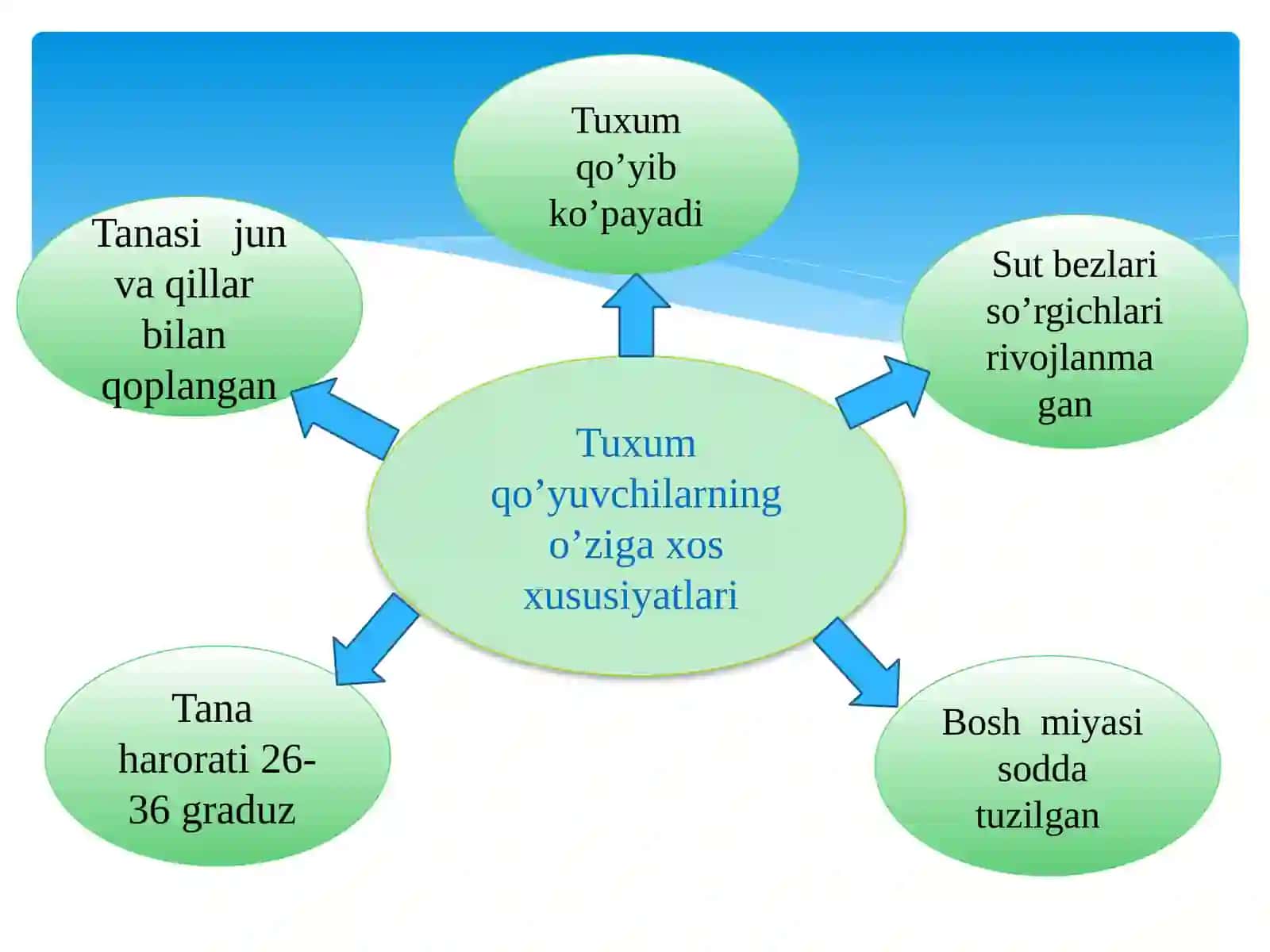 Sutemizuvchilarning xilma-xilligi: tuxum  qo’yuvchilar, xaltalilar, yo’ldoshlilar 4