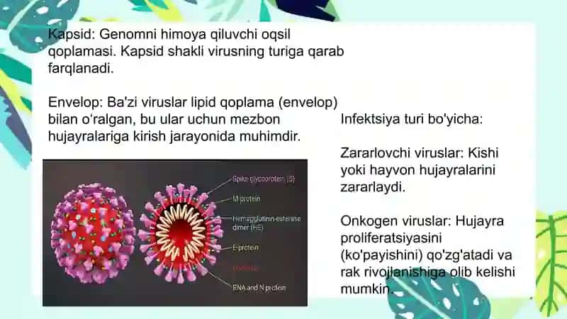 Viruslarning sistematikasi, tuzulishi va ahamiyati 4