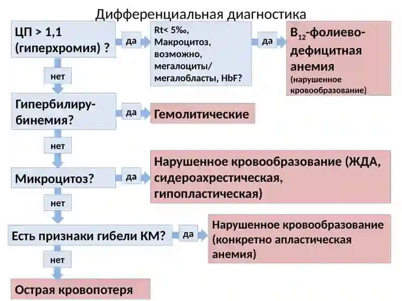 Анемии. Создание гематологической картины 4
