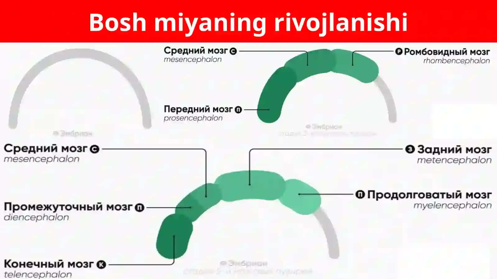 Boshmiyaning rivojlanishi 4