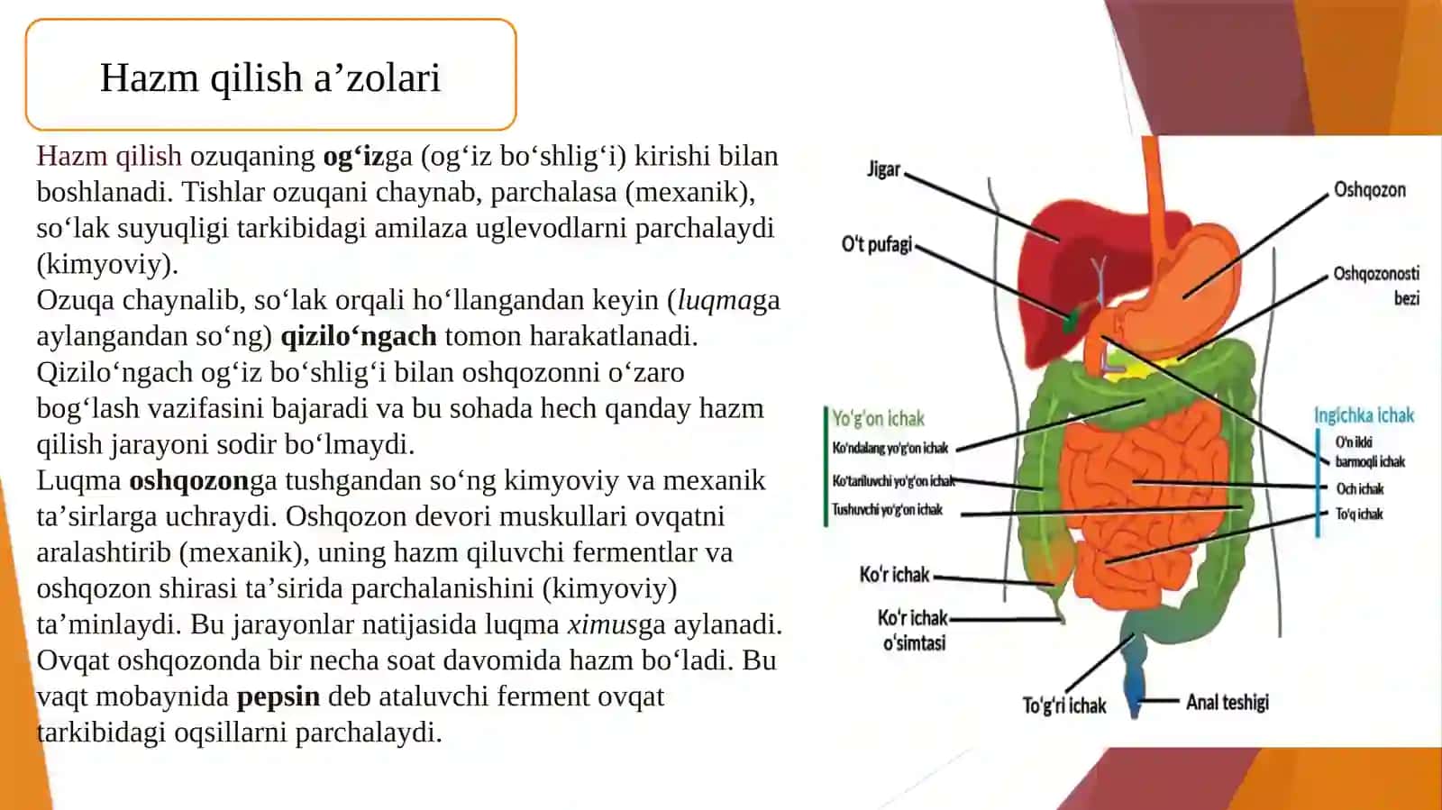 Ovqat hazm qilish a'zolarining xirurgik kasalliklari hamshiralik ishi 4