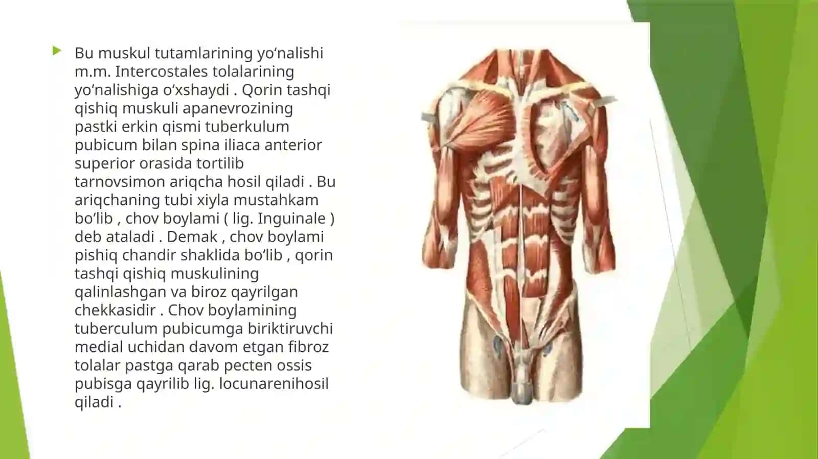 QORIN MUSKULLARI 4