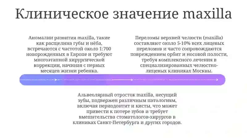 Нижняя челюсть (Mandible) 4