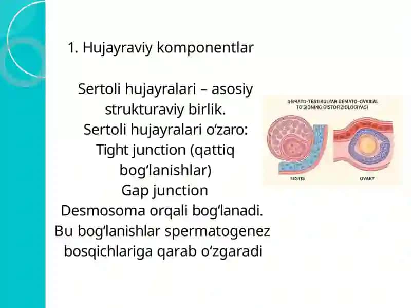 Gemato-testikulyar va gemato-ovarial to'siqning gistofiziologiyasi 4