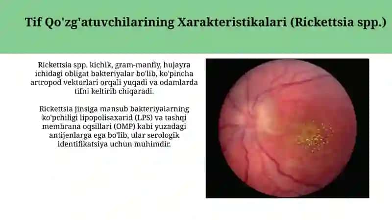Riketsiozlar: toshmali tif, Ku- isitmasi 4