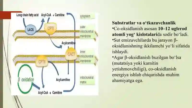 yog kislotalarning omega oksidlanishi ahamiyati buzikishlari 4