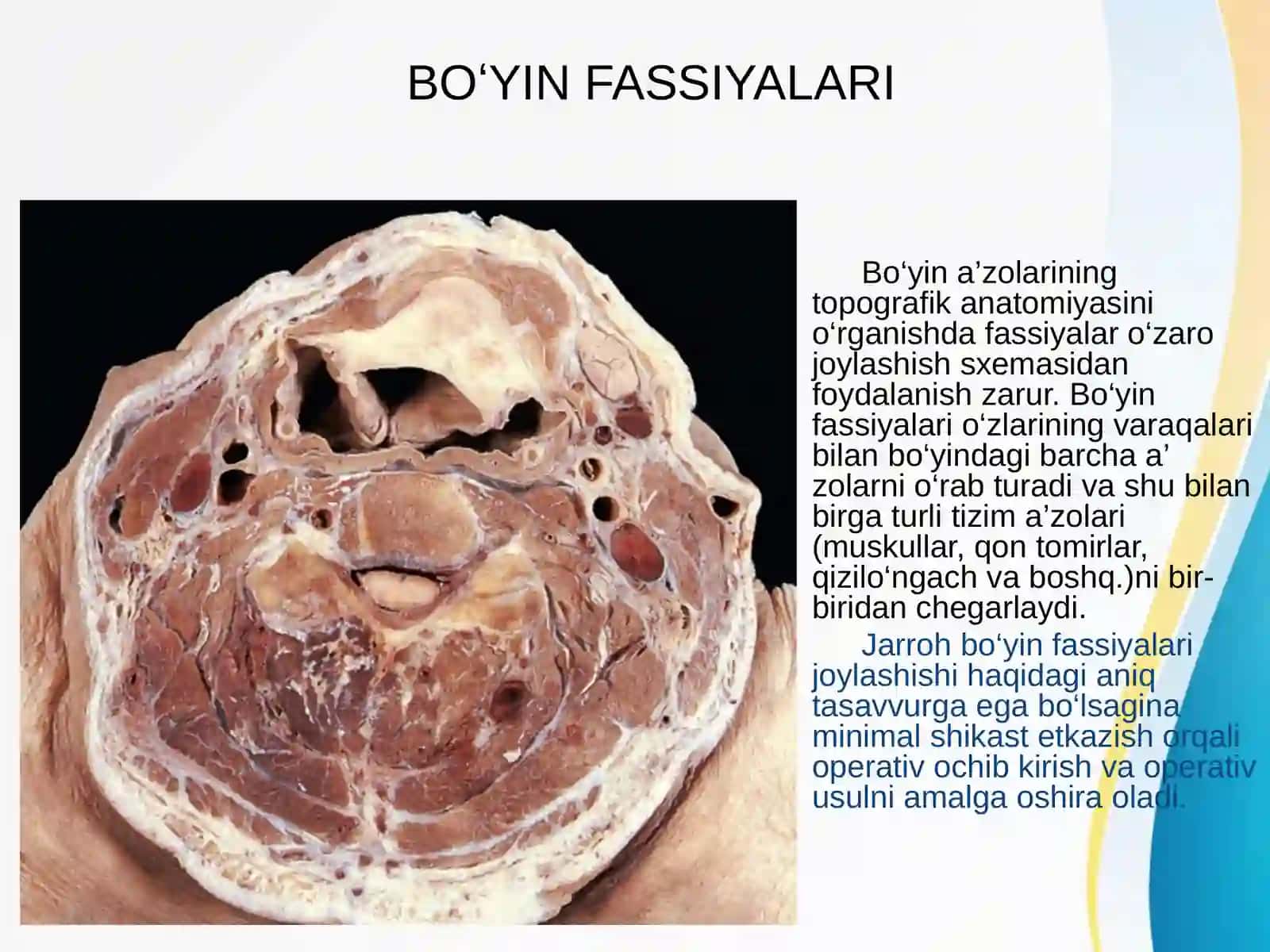 Bo’yin sohasi klinika anatomiyasi 4