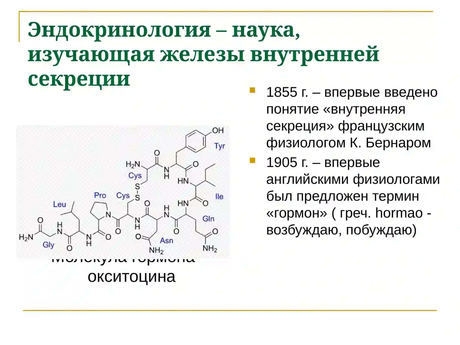 Эндокринная система 4
