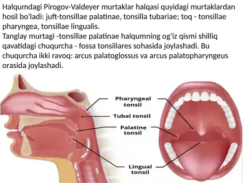 Halqum funksional va topografik anatomiyasi. Pirogov limfoepitelial halqasi. Qizilo’ngach: funksional va topografik anatomiyasi. Qorin bo’shlig’ida joylashgan a’zolarning umumiy sharxi. Me’daning funksional va klinik anatomiyasi. 4