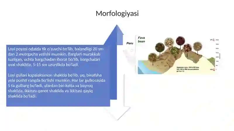 Loyi navlari, morfologiyasi va biologiyasi 4