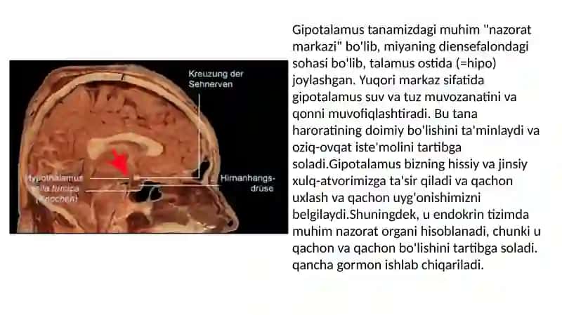 Gipotalamus neyrosekretsiyasining strukturaviy asoslari 4
